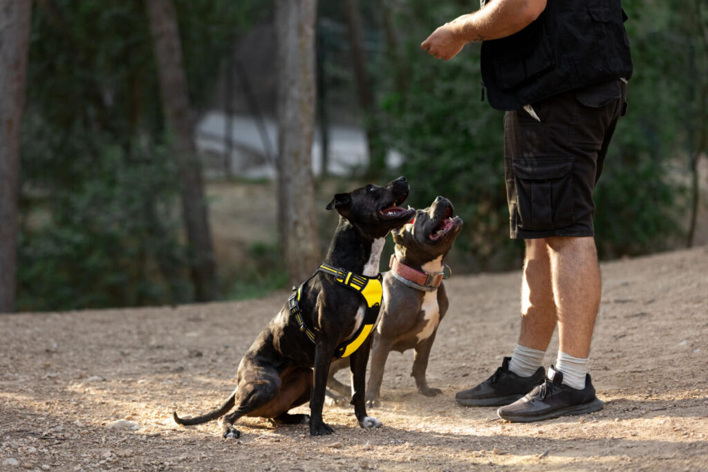 dog training in Virginia Beach
