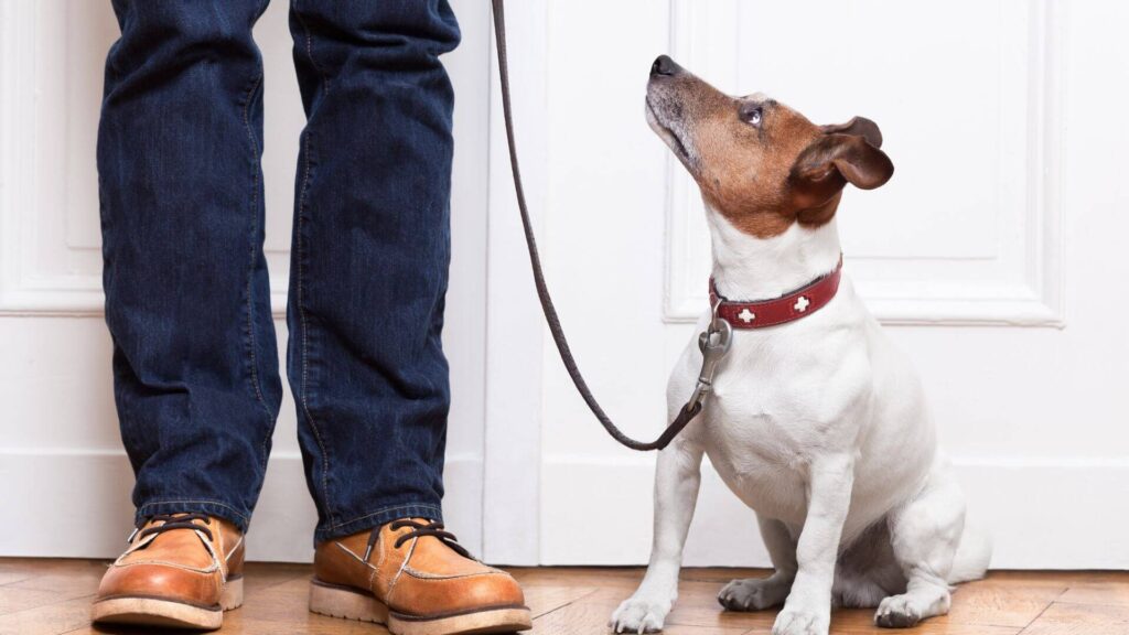 in-home private dog training